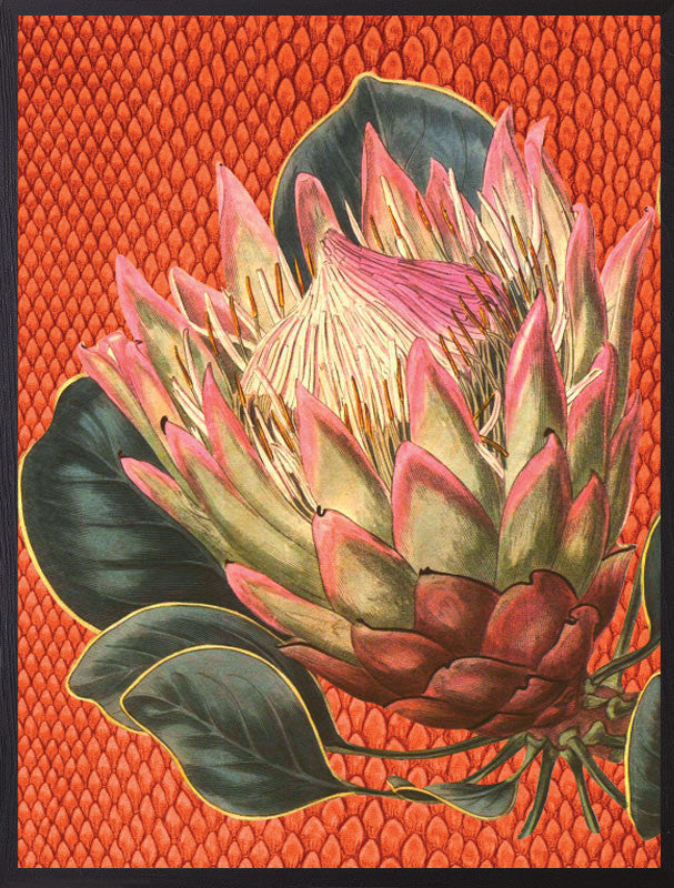 Orange protea print