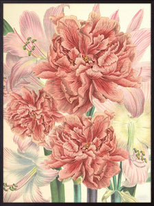 Peonies and lilies print