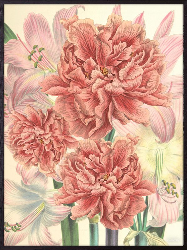 Peonies and lilies print