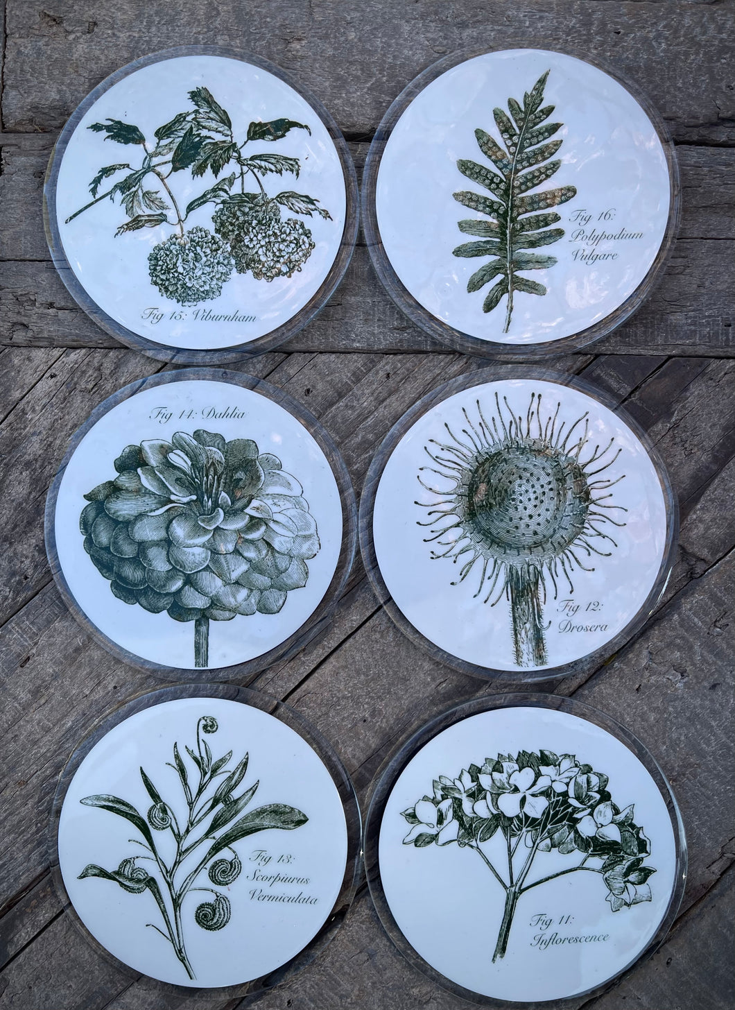 Glass botanical coasters x 6