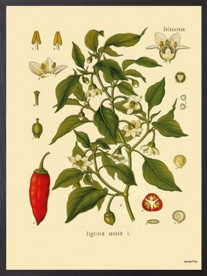 Anatomical Chilli plant print